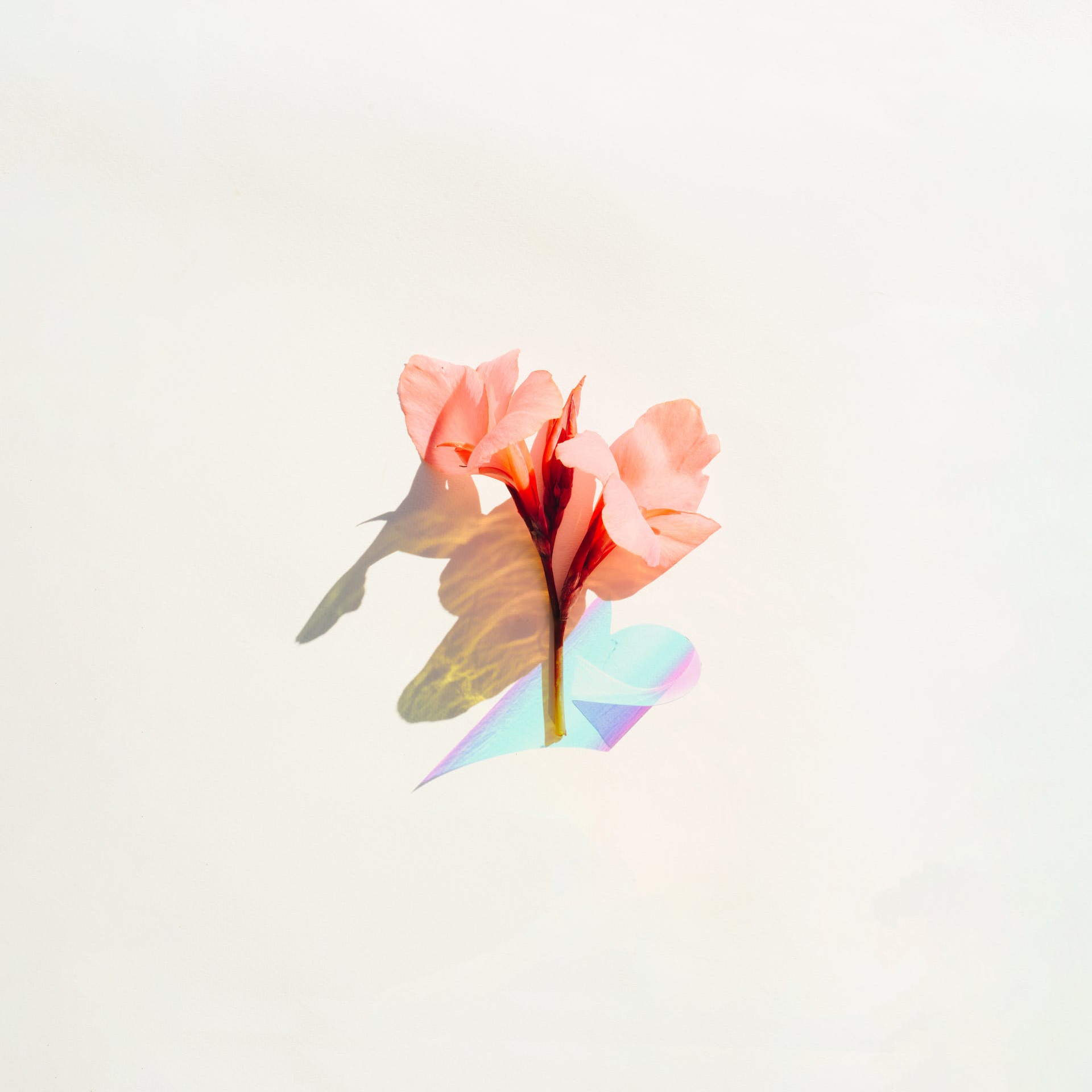 flower artwork by evie shaffer